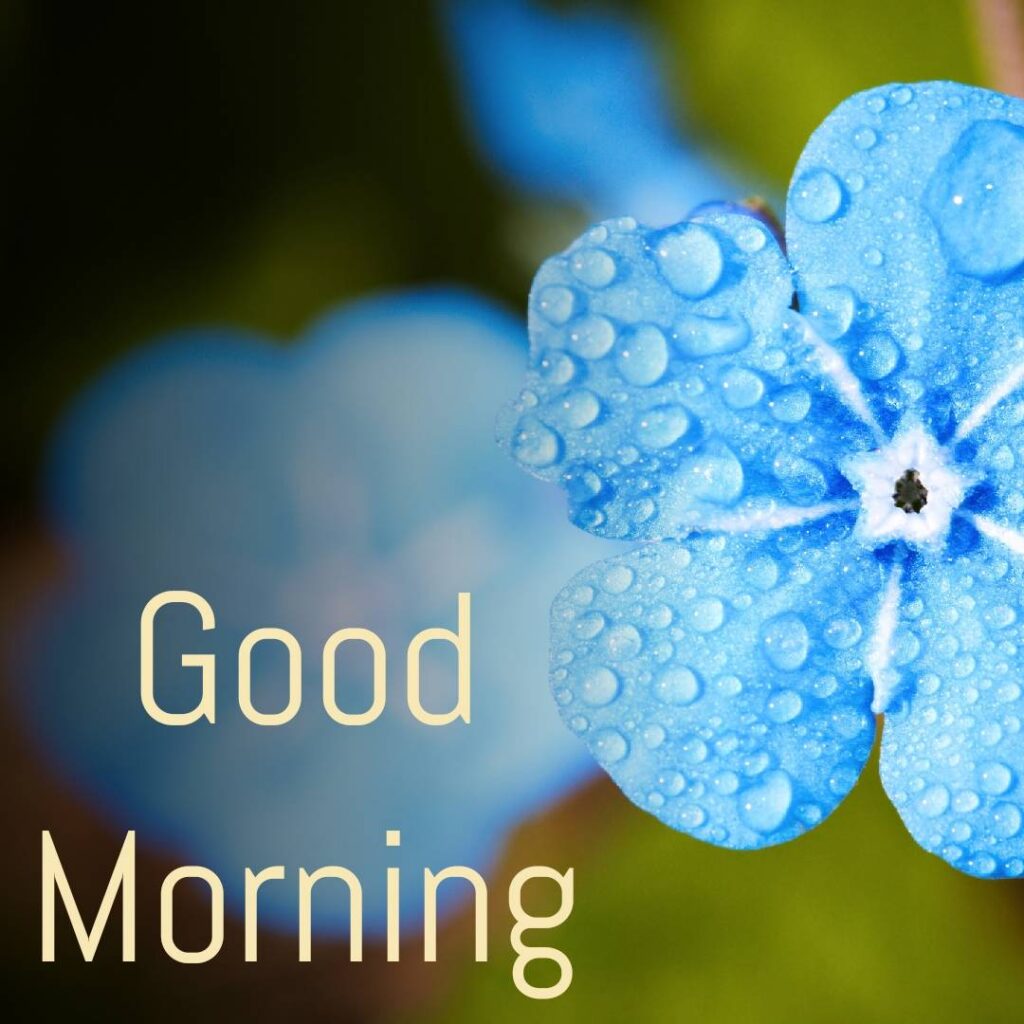 Good Morning Blue Flower Wish
