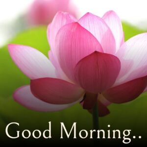 Good-Morning-Images-with-Lotus-Flower