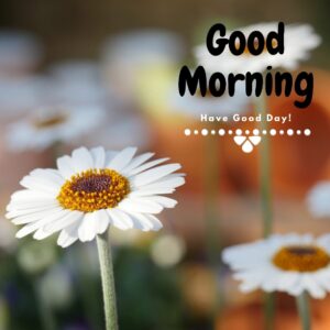 Nice Day Good Morning Wishes Images