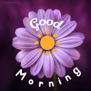 Dark Purple Flower Good Morning Images