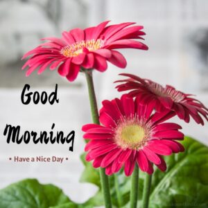Good Morning Pics with Refreshing Flowers