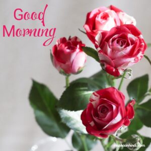 White Red Beautiful Roses Morning Wish Images