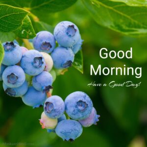 blueberries beautiful good morning images