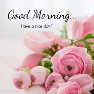 Beautiful Pink Rose Good Morning Images