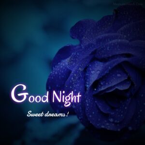 Dark Blue Rose Good Night Images Wish