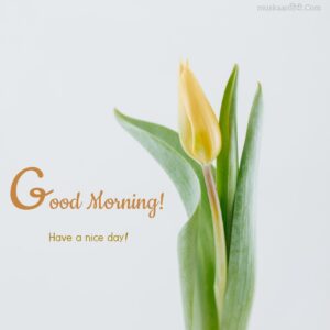 Fresh Simple Good Morning Flower Pot Images Wish