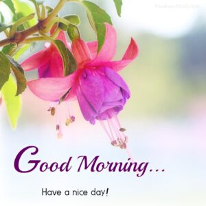 Good Morning Bud Flower Images Wish