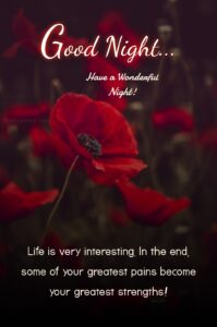 Good Night Quotes With Red Flower