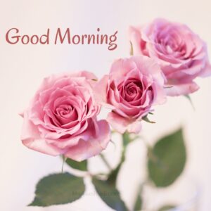 Simple Pink Rose Good Morning Flower Images Wish