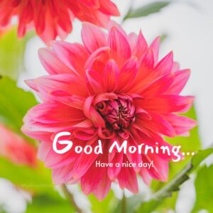 Beaitiful Pink morning fresh flower images