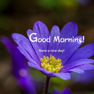 Dark Blue Beautiful Flower Morning Wish