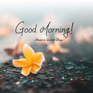 Morning Fresh Yellow Flower wish Images