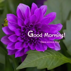 New Good Morning Images Beautiful Flowers Images