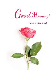 Pink Beautiful Rose Morning Flowers Wishing Images