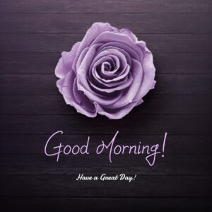 Purple Rose Good Morning Wish Images