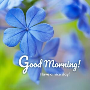 beautiful indigo flower morning images