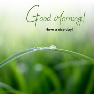 morning water drops fresh leaf images wishes