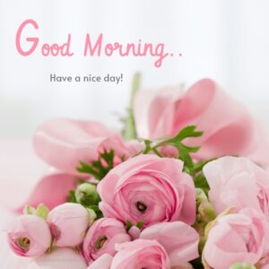 beautiful good morning images pink rose pics wish