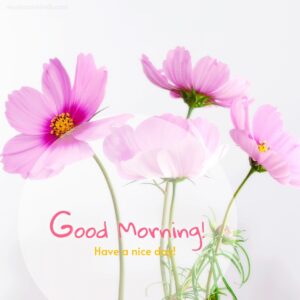 Beautiful pink charming flowers good morning image