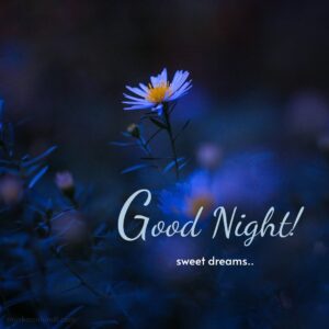 Beautiful blue night flower good night images