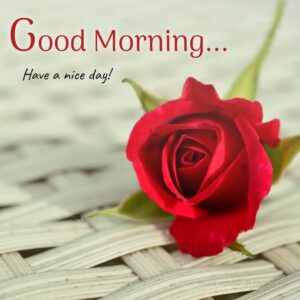 fresh red rose with morning wish