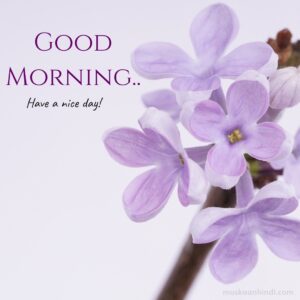 beautiful light purple flowers good morning new day wish