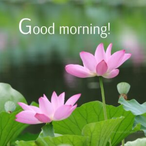 beauty of lotus in lake good morning