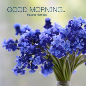 good morning dark blue little flowers