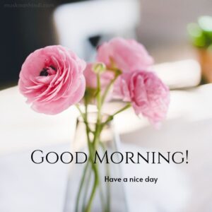 gorgeous pink roses morning view images