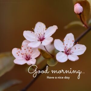 ornamental plum good morning images