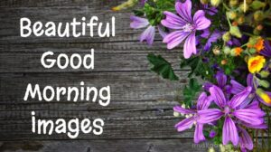 beautiful good morning images thumbnail