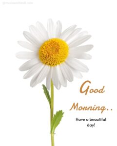 good morning white yellow beautiful flower